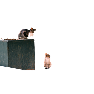 Two Playful Street Cats In Bornova Park, İZmir, Enjoying A Sunny Day Outdoors. 13865 - Cat PNG image with transparent background
